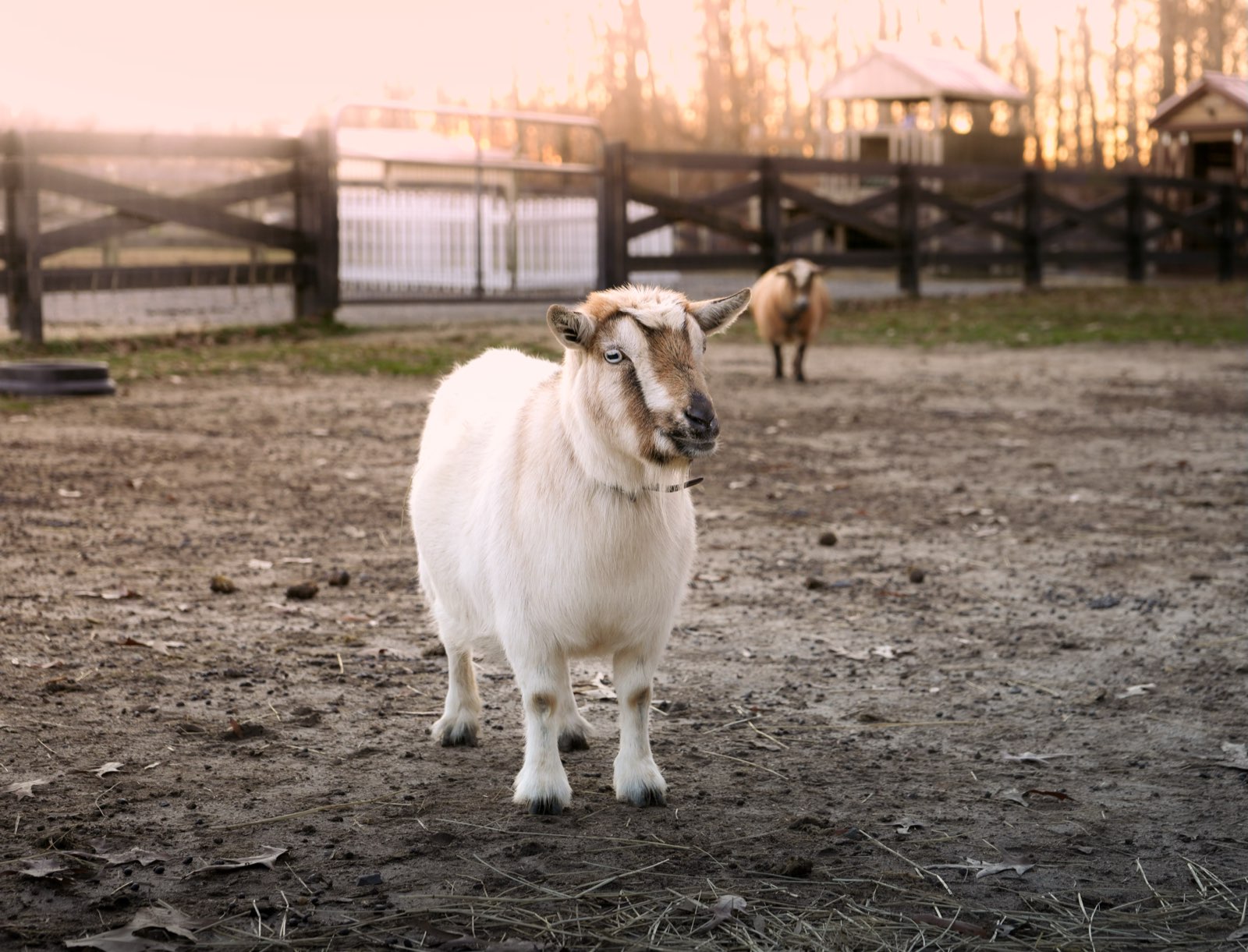 Valor Ranch Animal