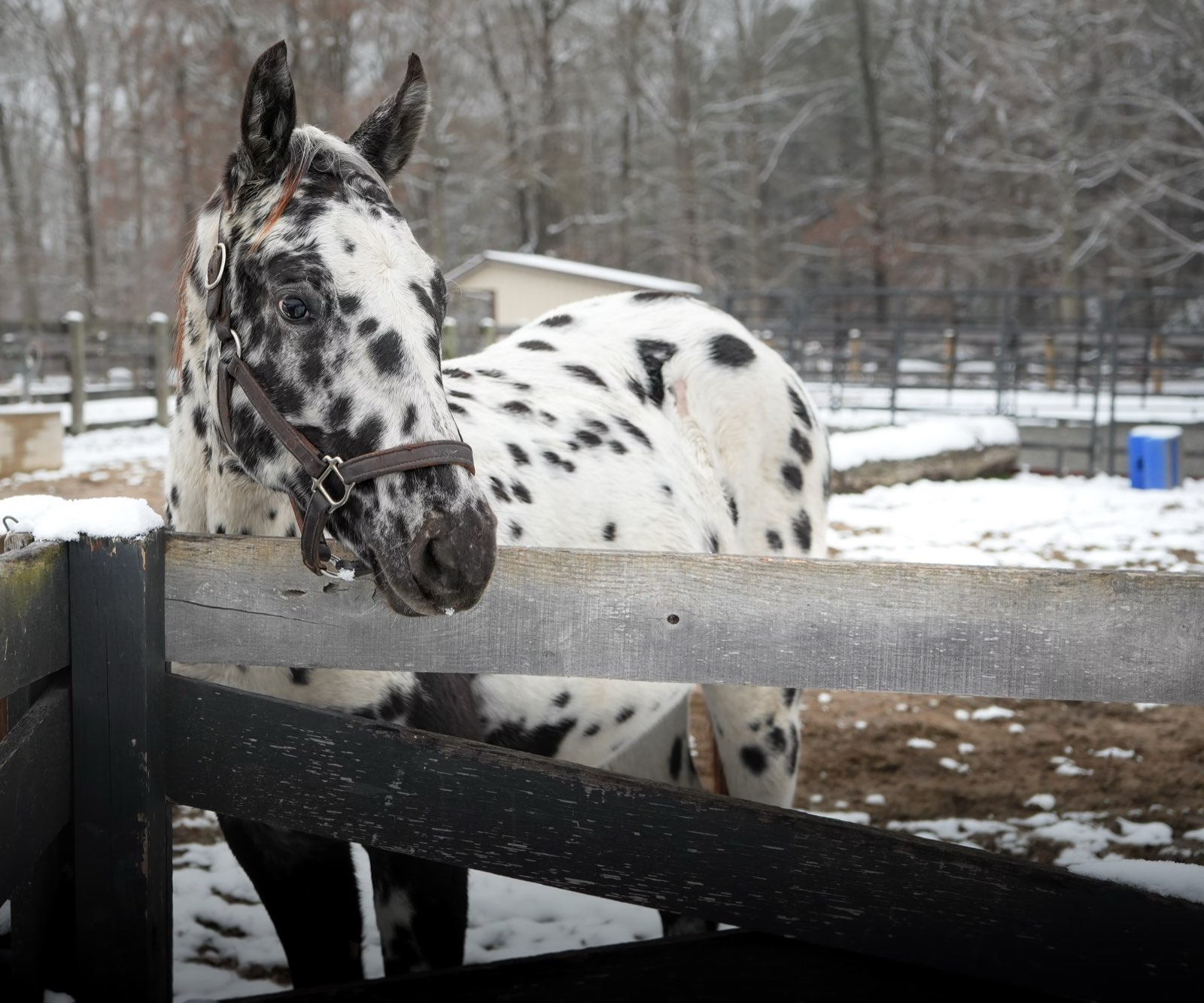 Valor Ranch Animal