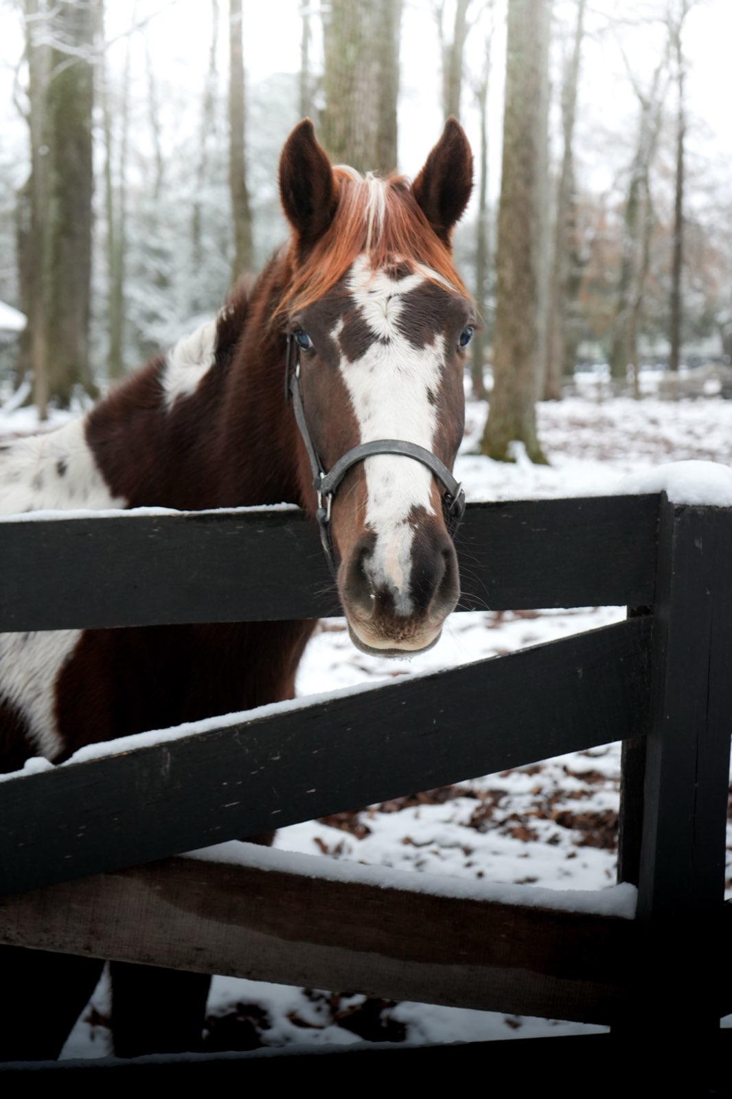 Valor Ranch Animal
