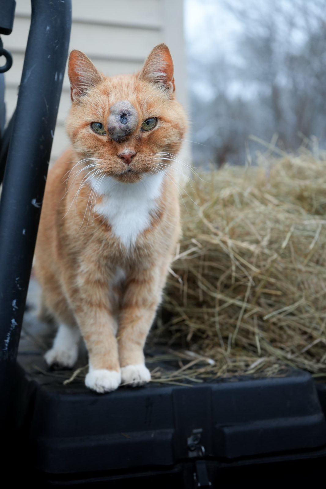 Valor Ranch Animal