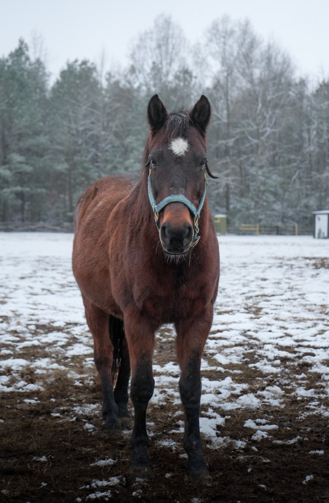 Valor Ranch Animal