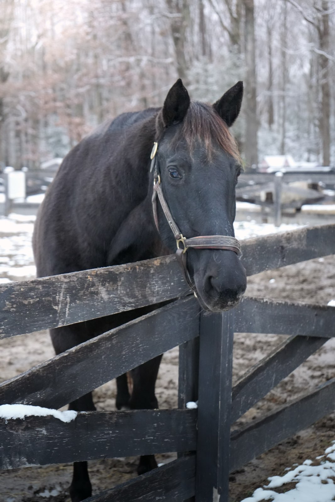 Valor Ranch Animal