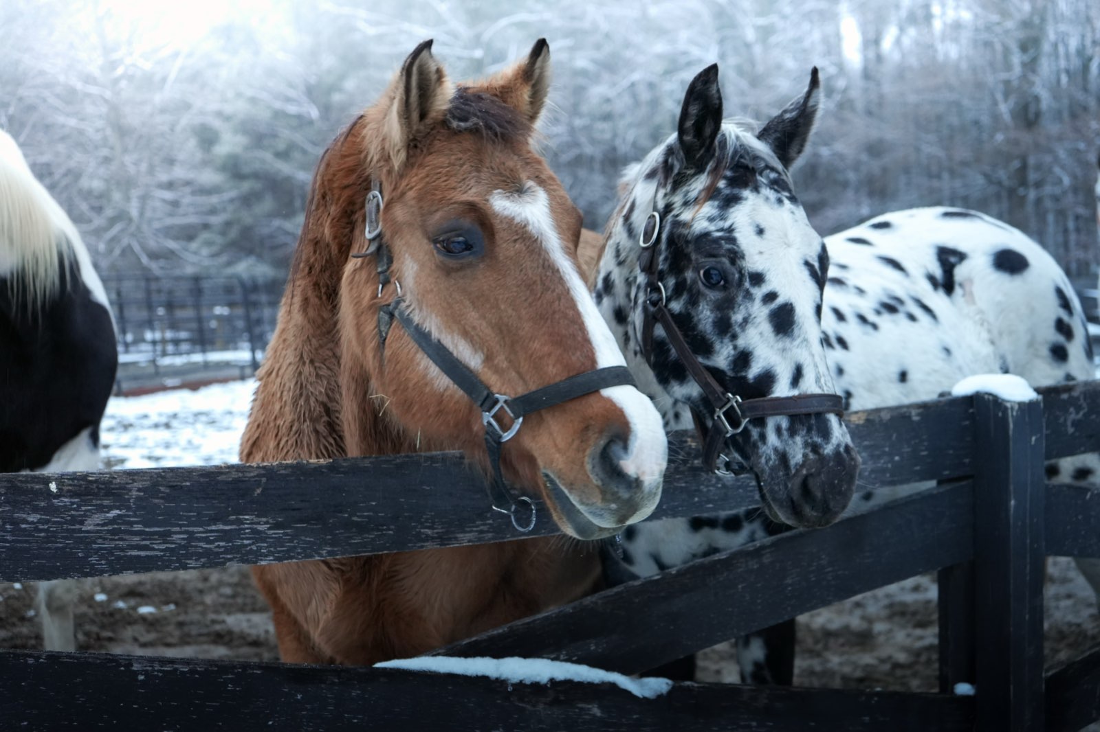 Valor Ranch Animal