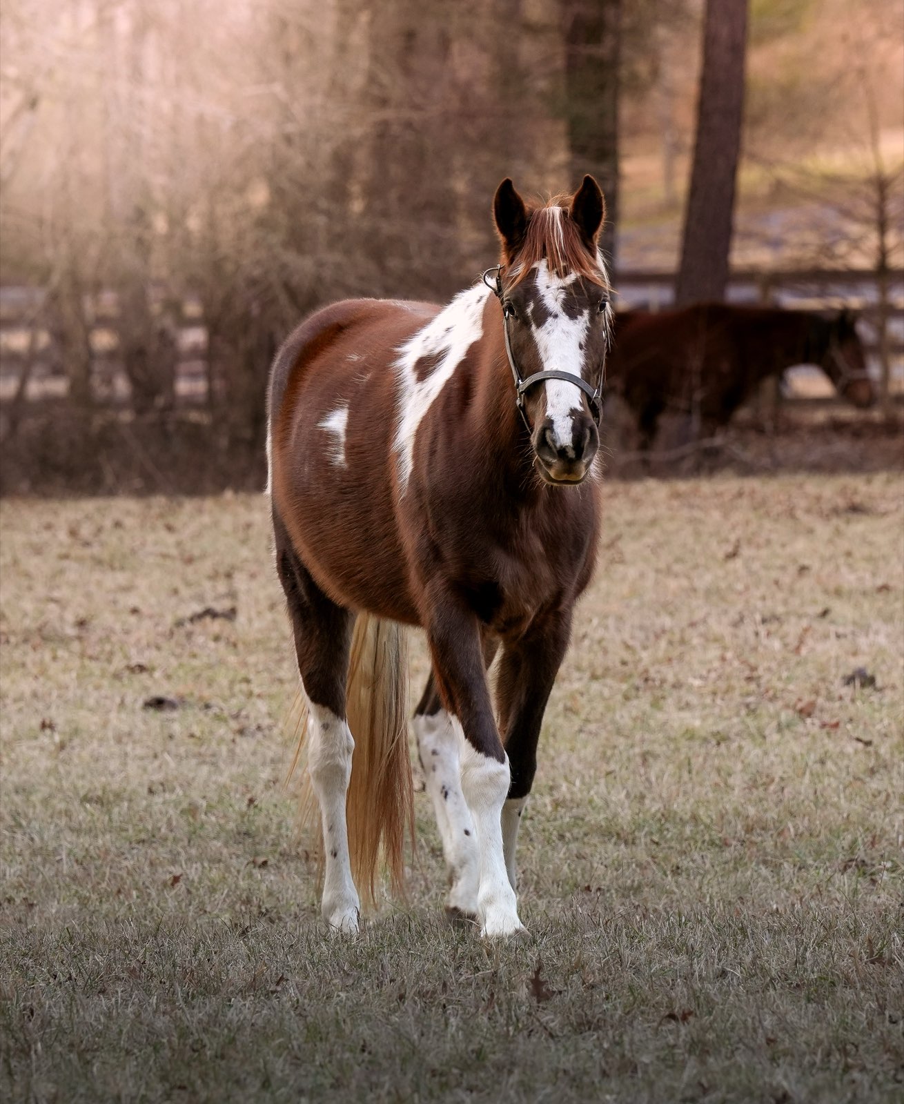 Valor Ranch Animal