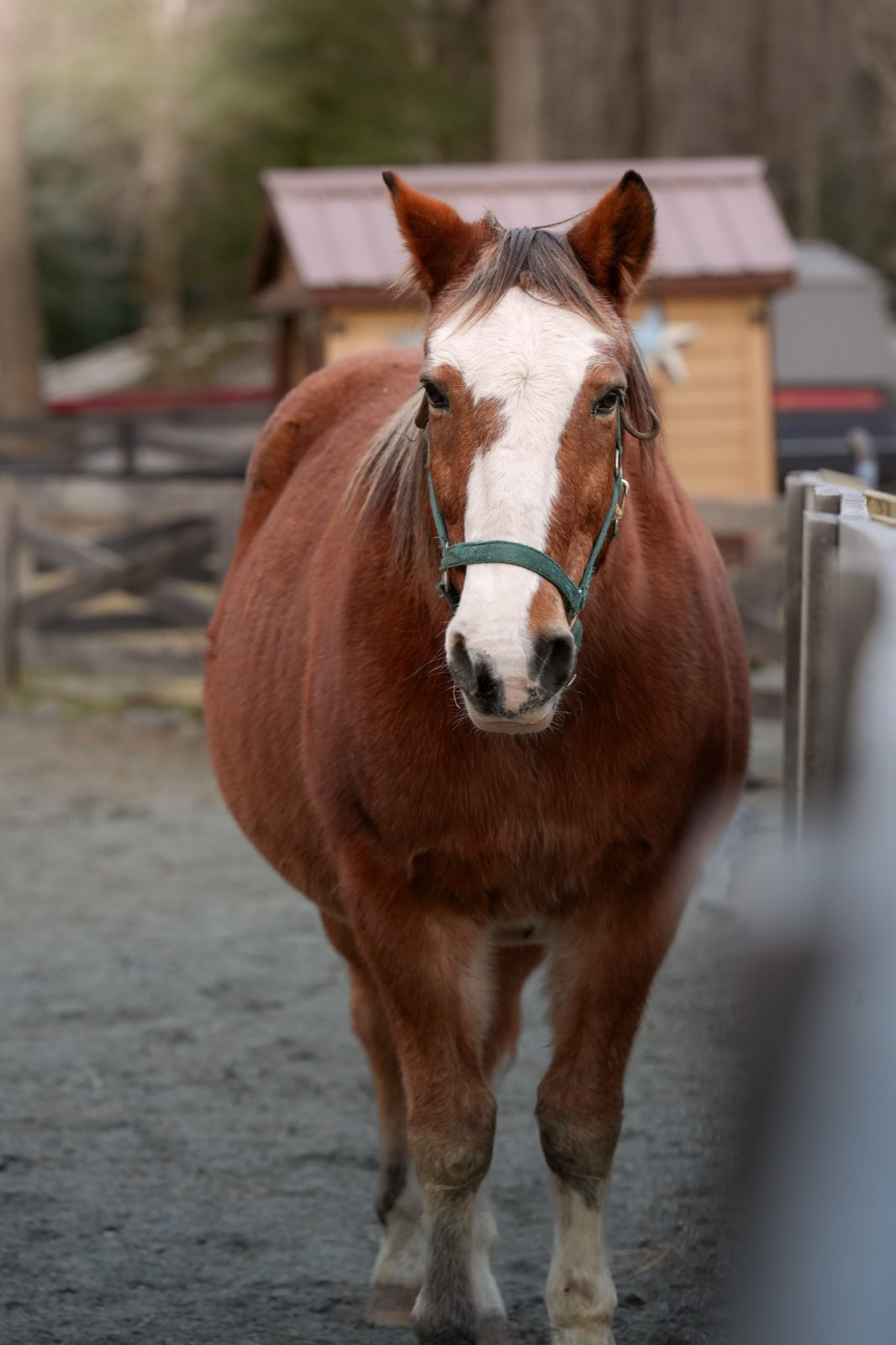 Valor Ranch Animal