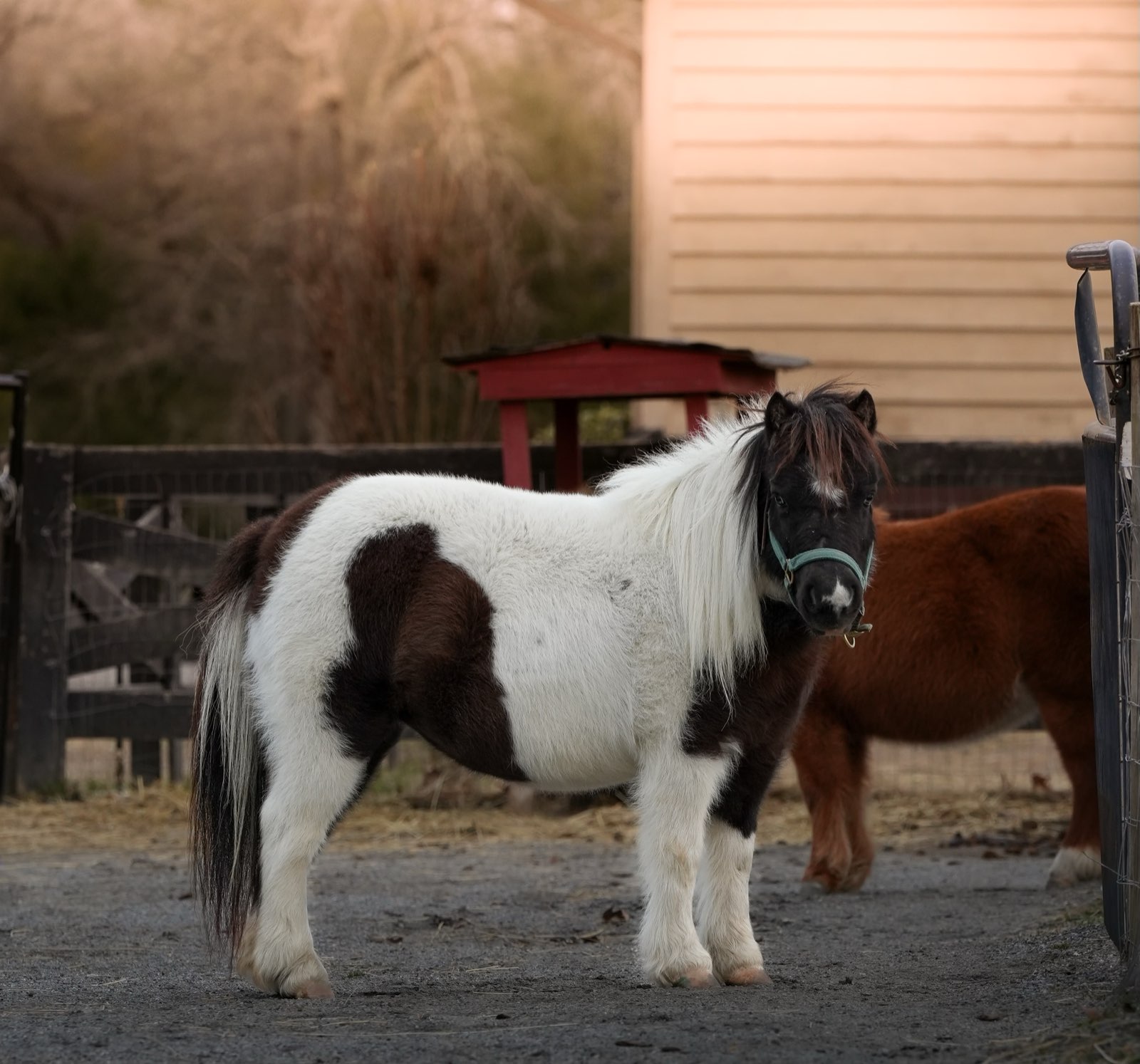 Valor Ranch Animal