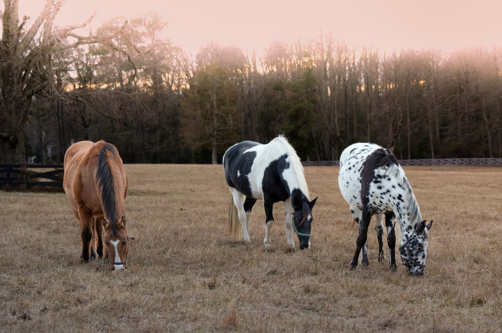 Valor Ranch Animal