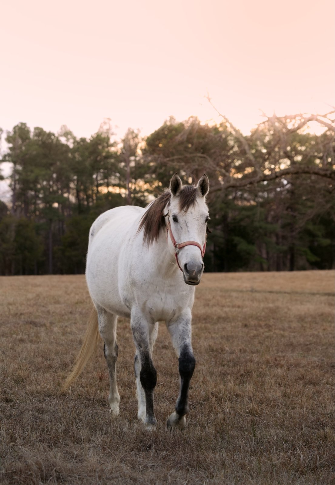 Valor Ranch Animal
