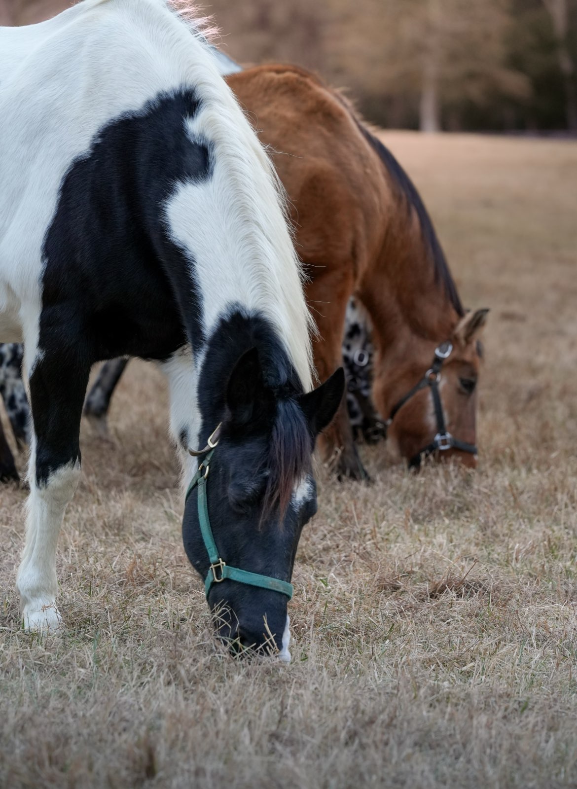 Valor Ranch Animal