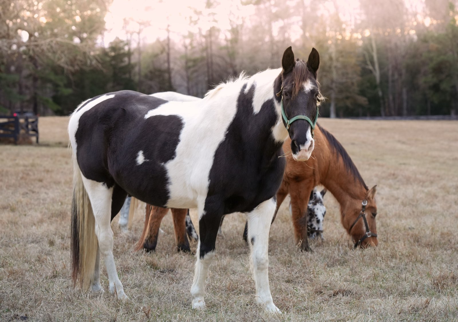 Valor Ranch horses at golden hour