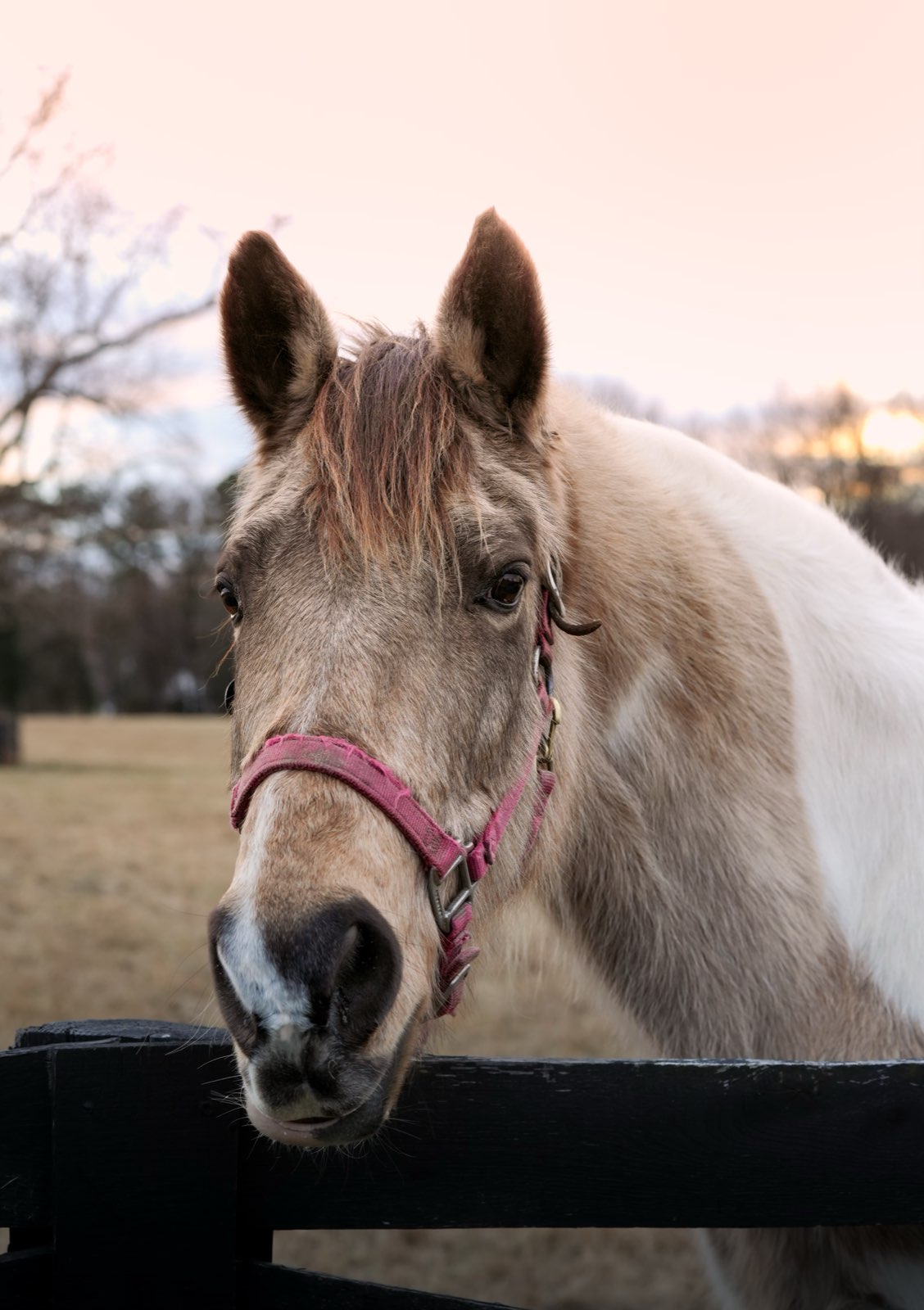 Valor Ranch Animal