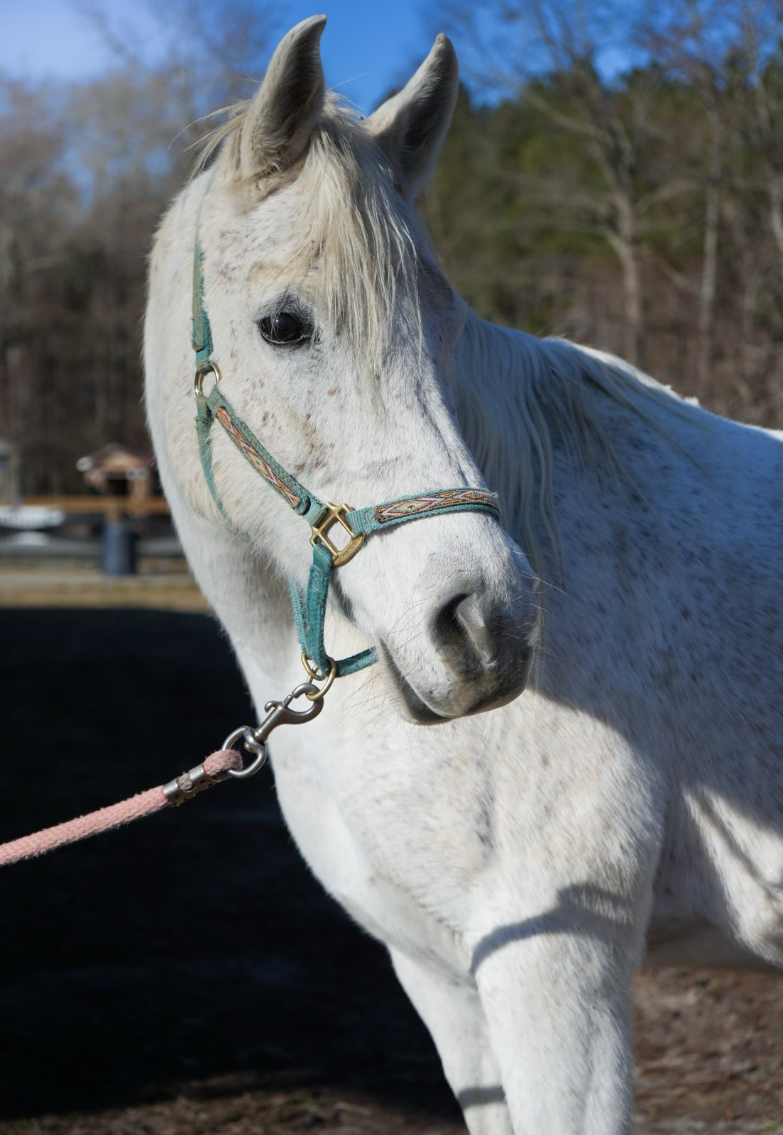 Valor Ranch Animal