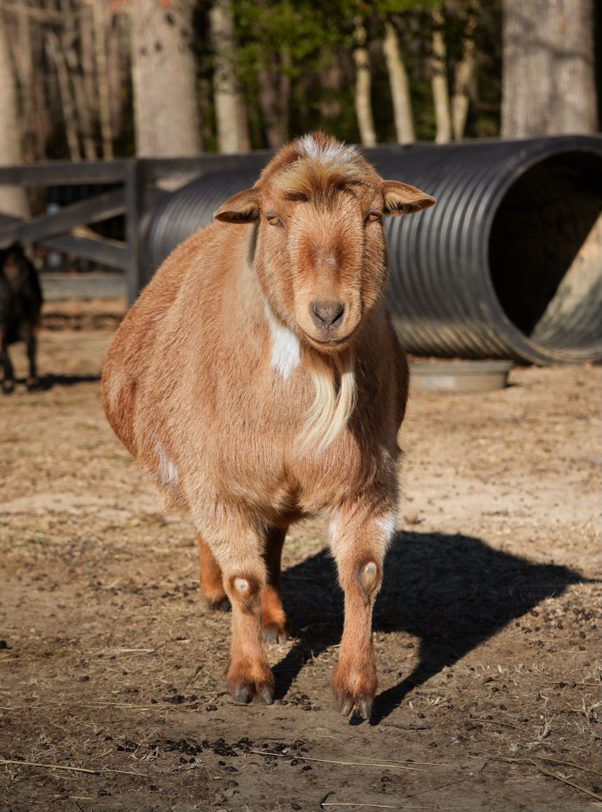 Valor Ranch Animal