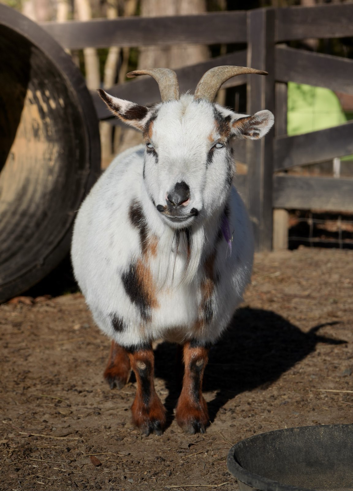 Valor Ranch Animal