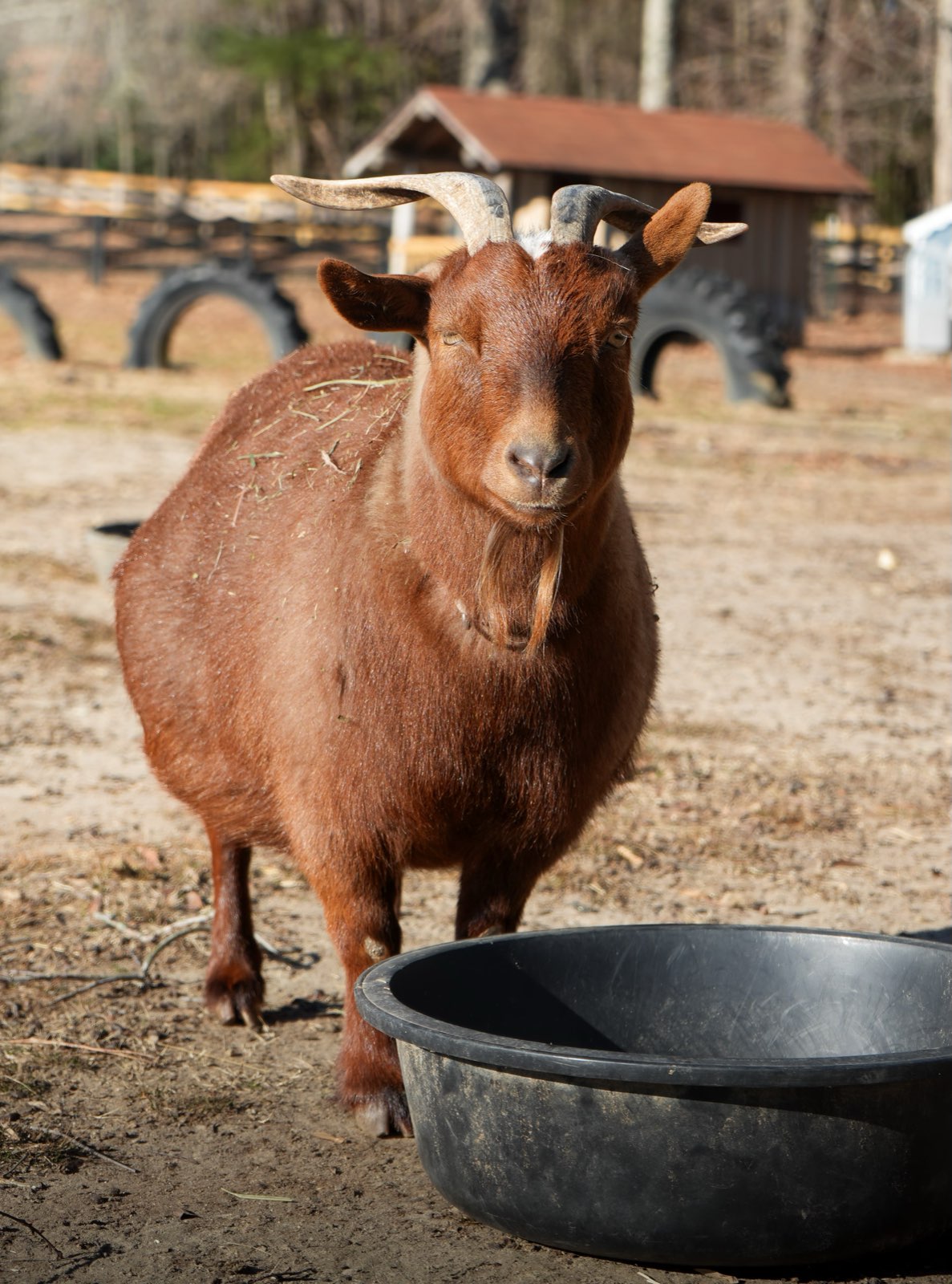 Valor Ranch Animal
