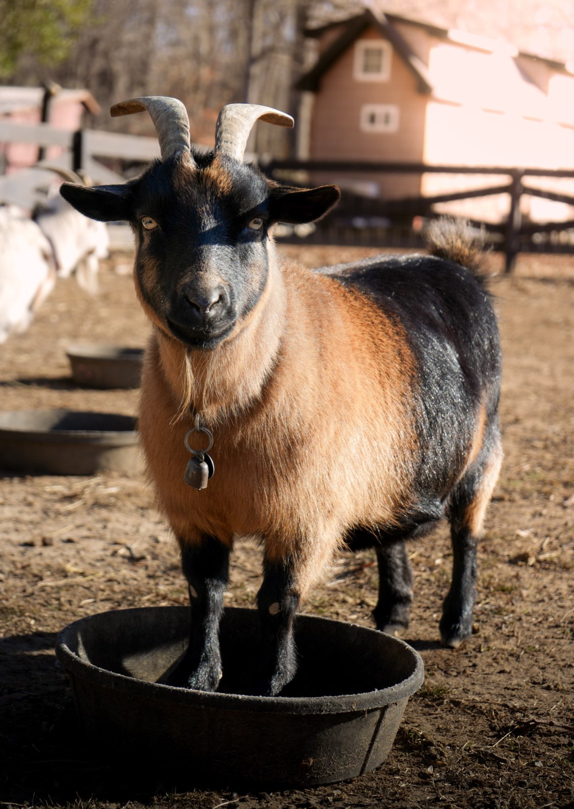 Valor Ranch Animal