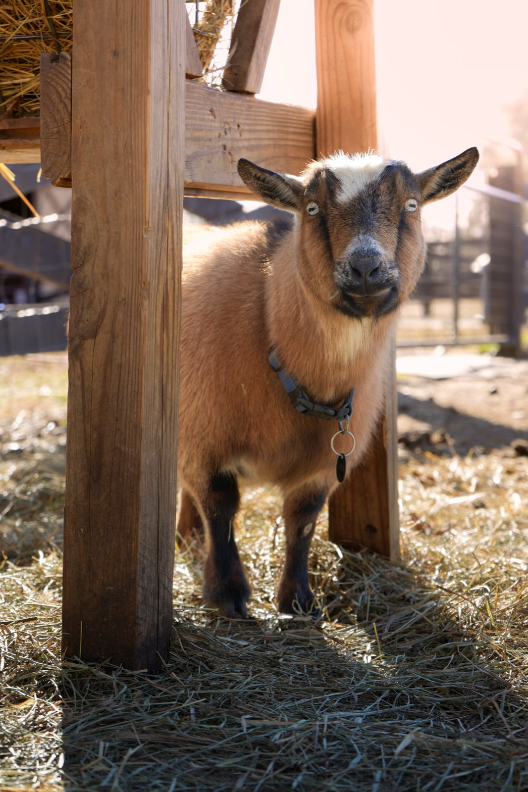 Valor Ranch Animal