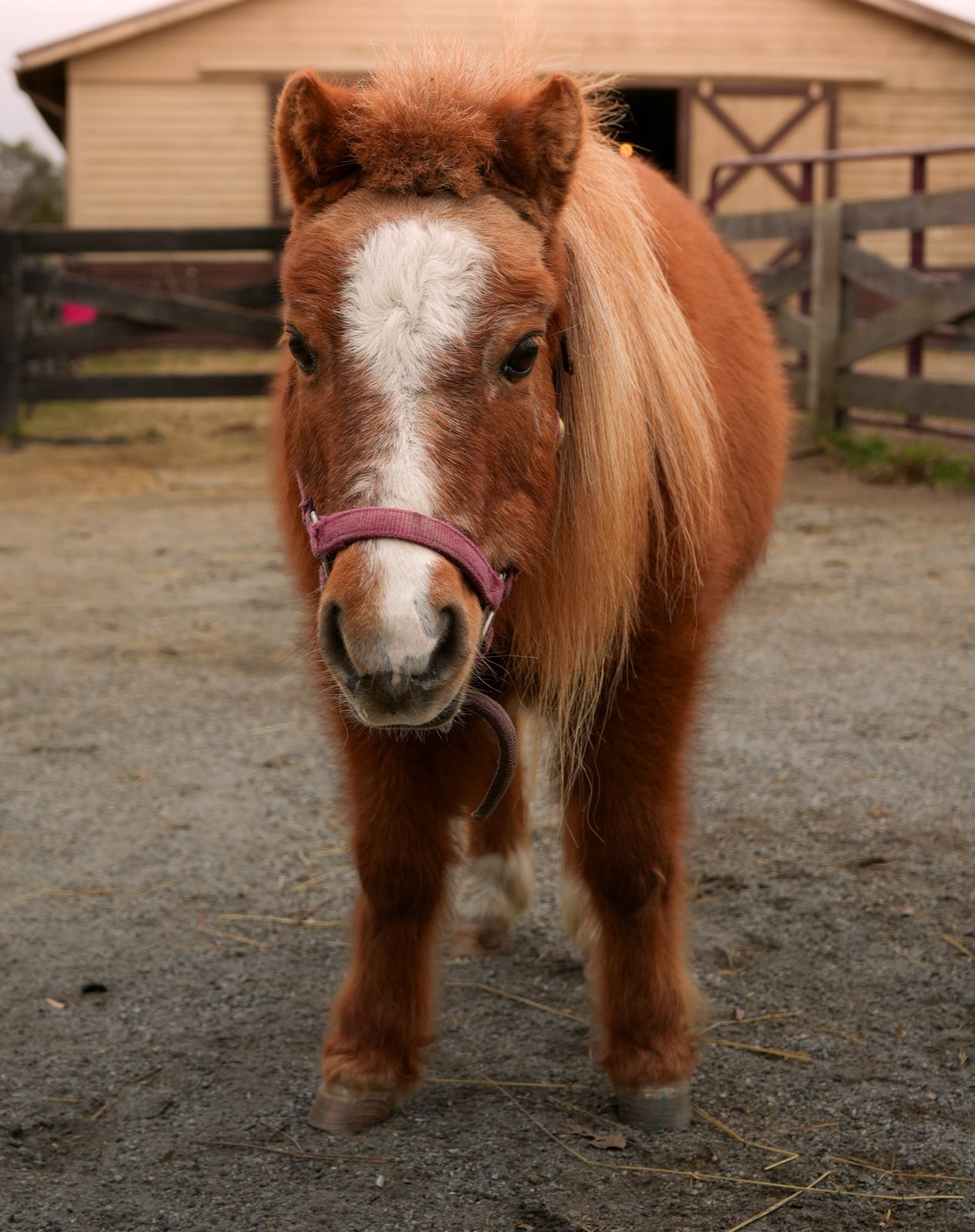 Valor Ranch Animal