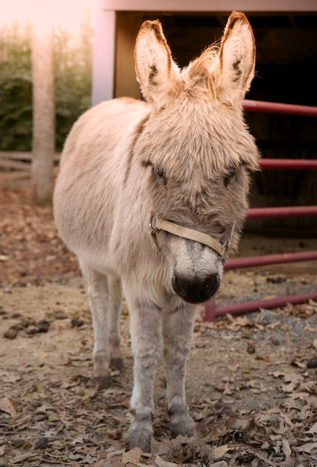 Valor Ranch Animal