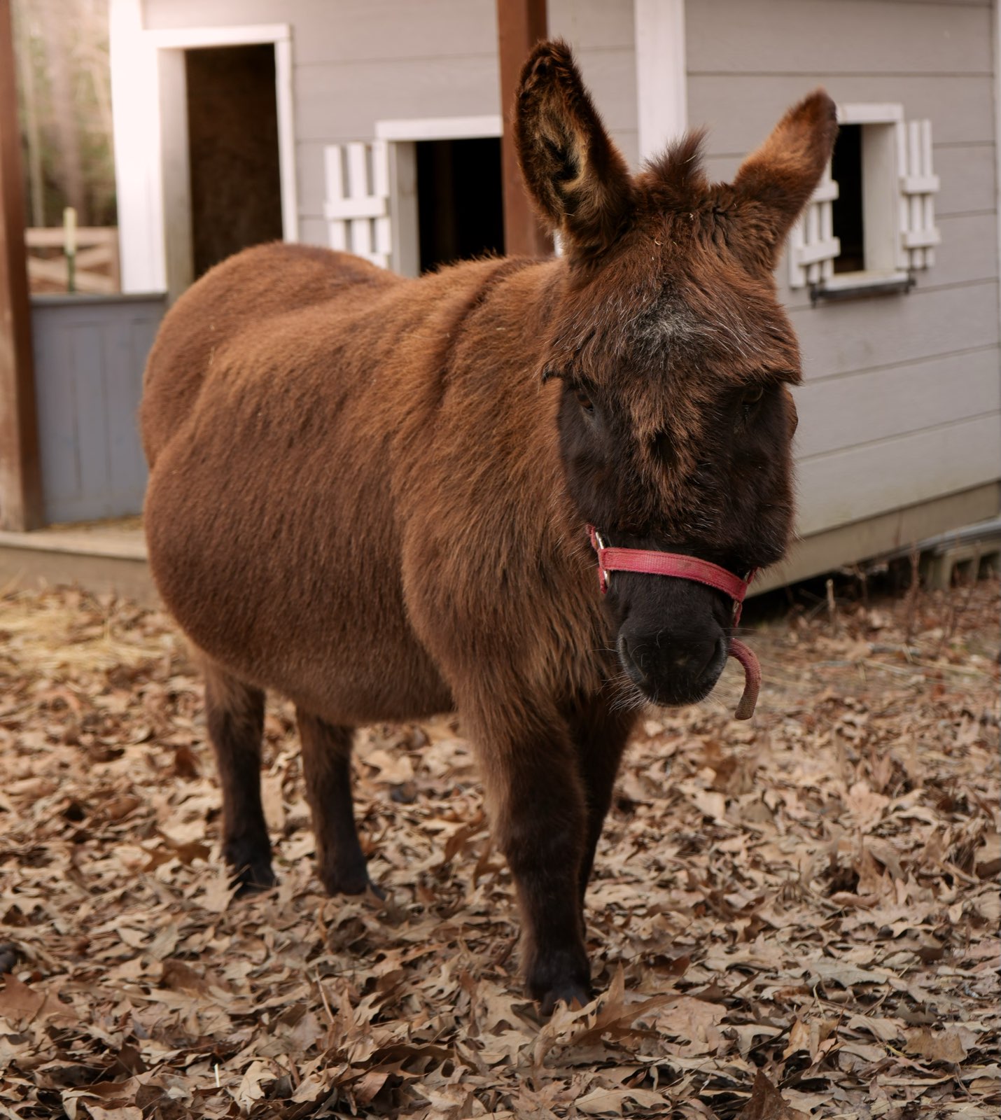 Valor Ranch Animal
