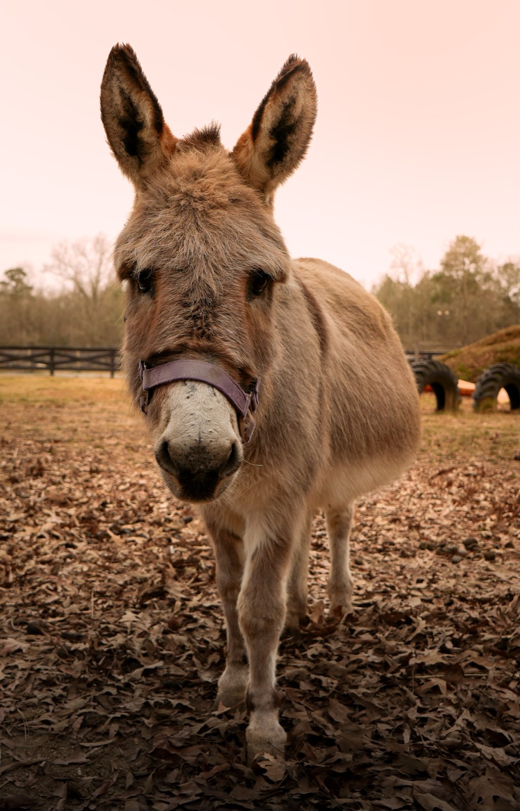 Valor Ranch Animal
