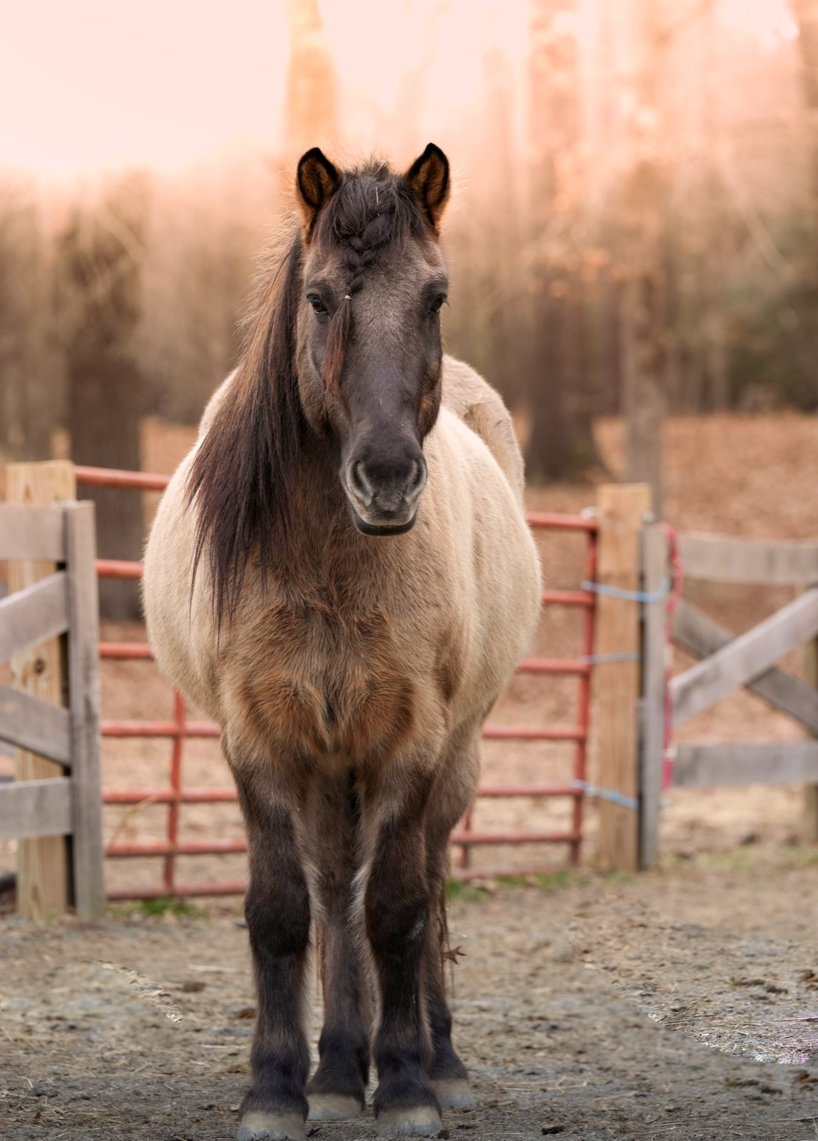 Valor Ranch Animal