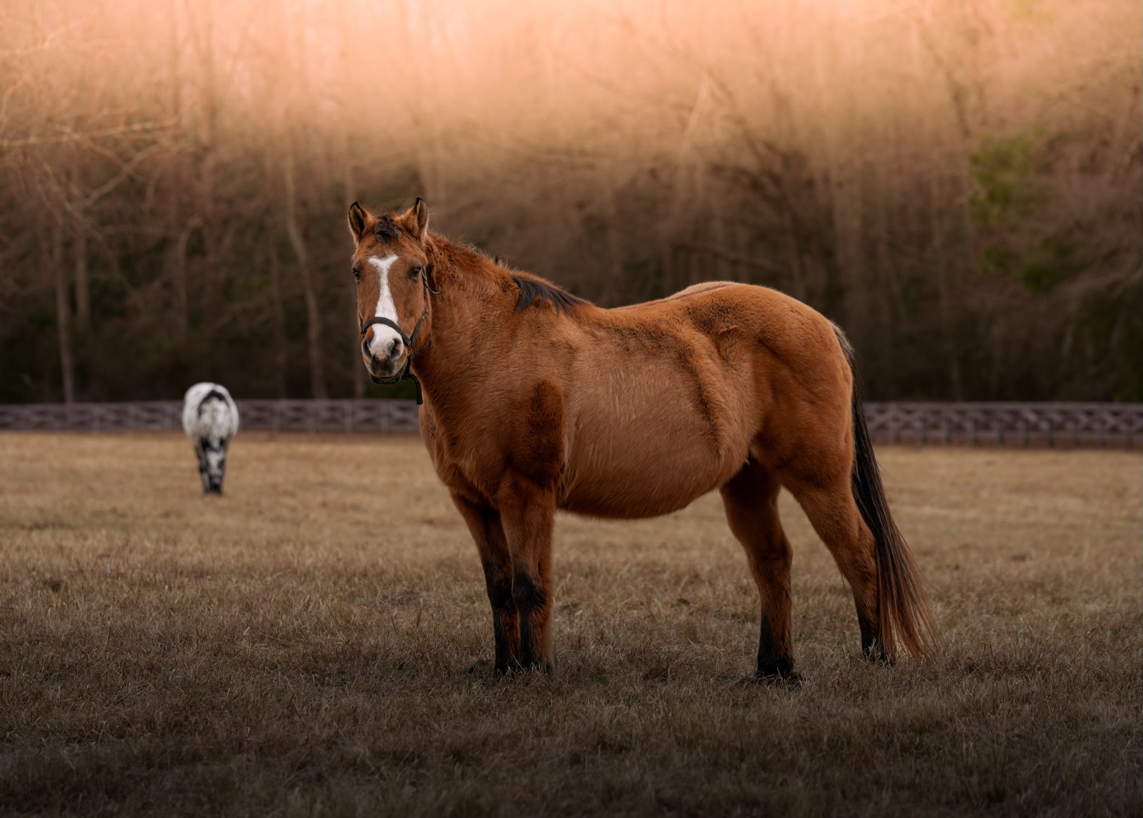 Valor Ranch Animal