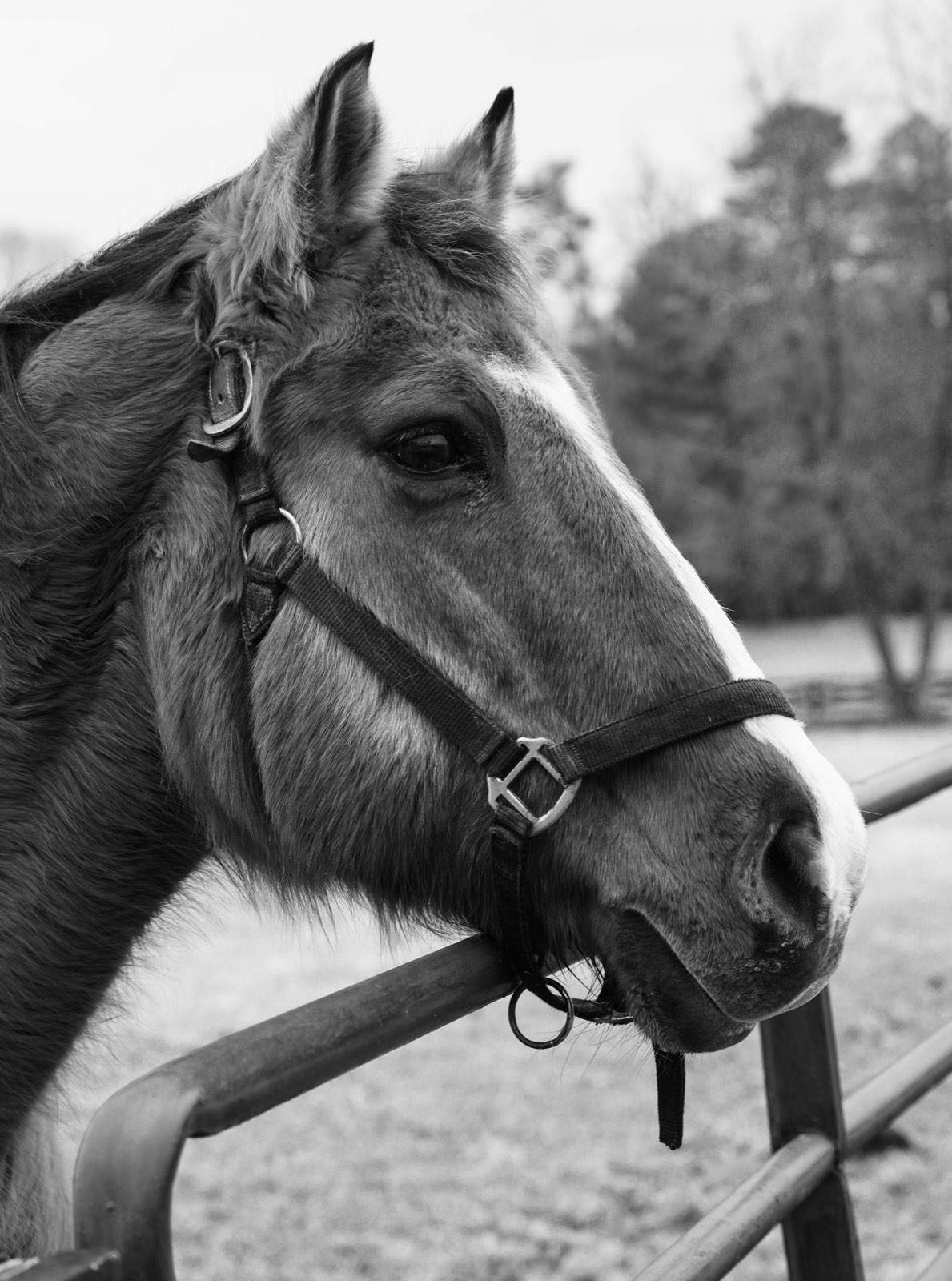 Valor Ranch Animal