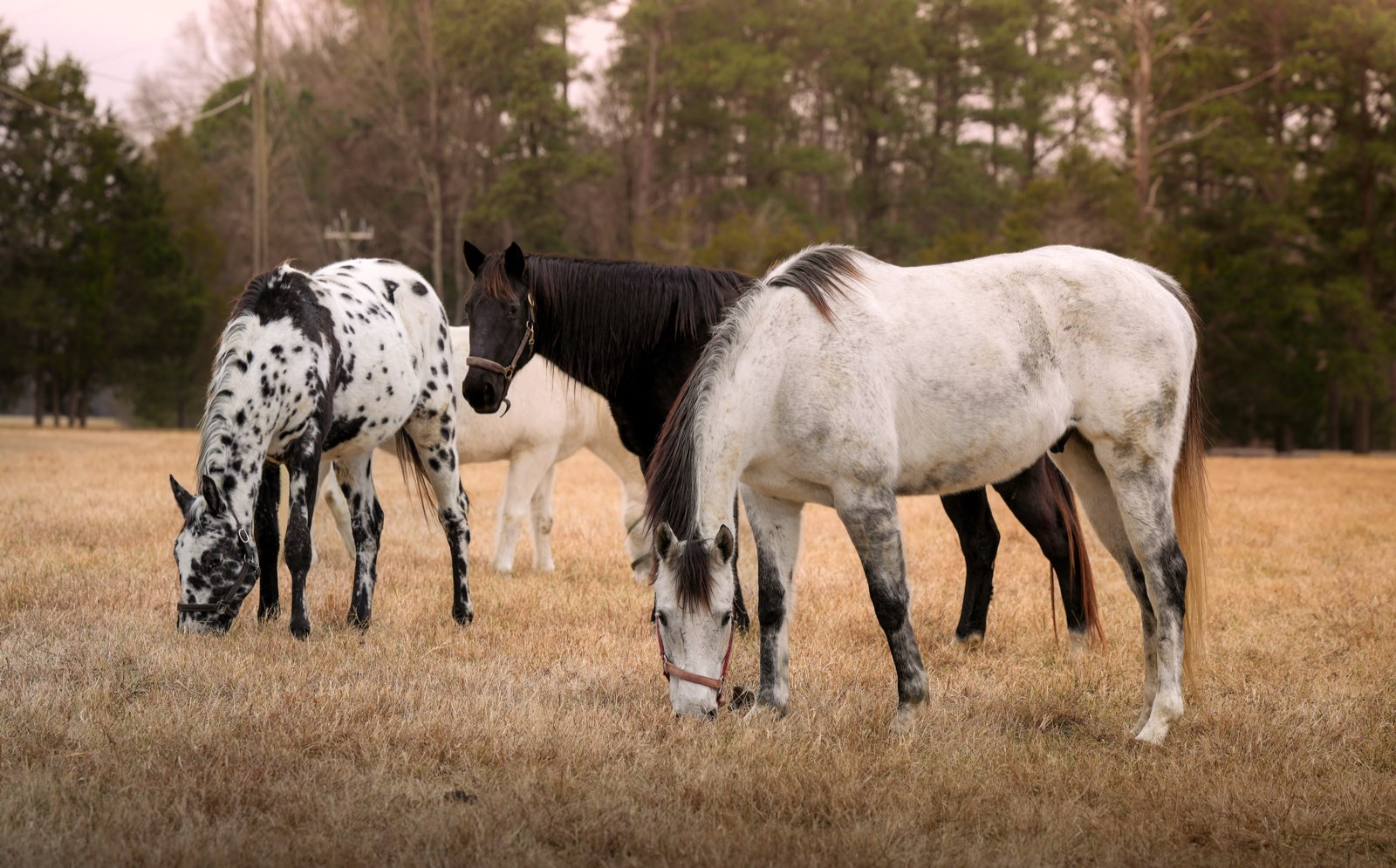 Valor Ranch Animal
