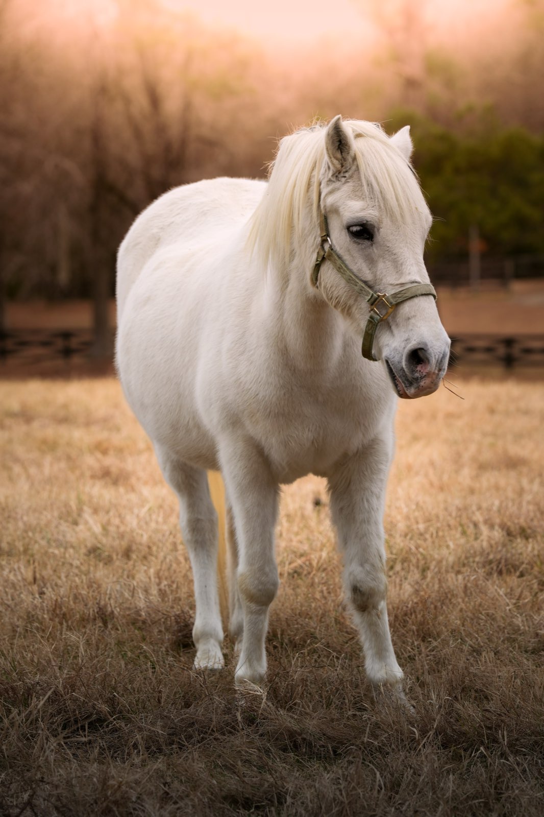 Valor Ranch Animal