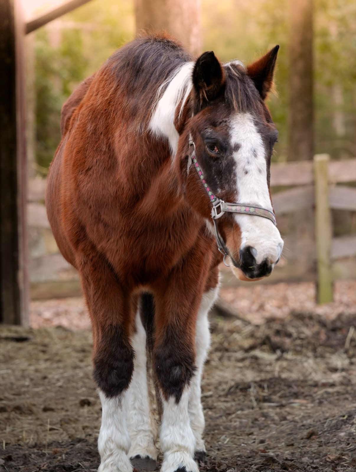 Valor Ranch Animal
