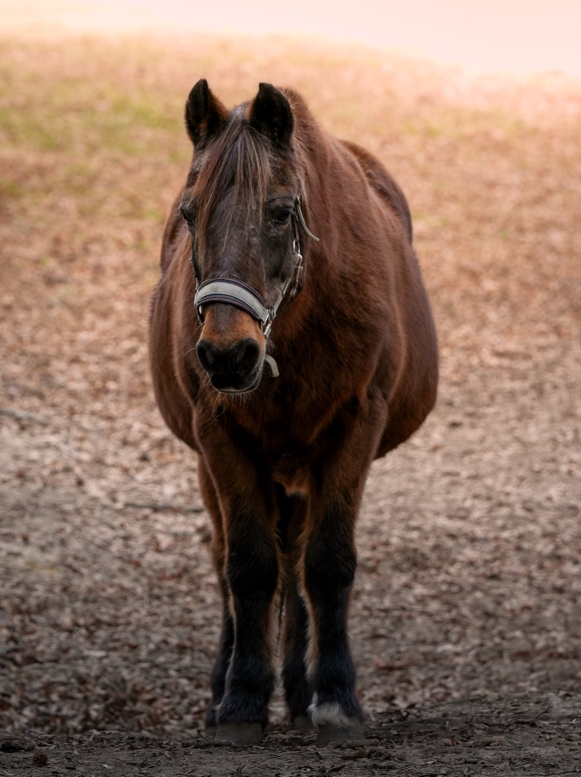 Valor Ranch Animal
