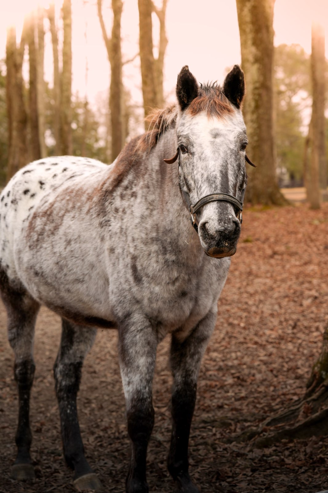 Valor Ranch Animal