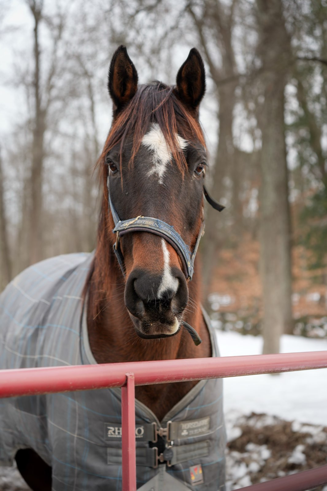 Valor Ranch Animal