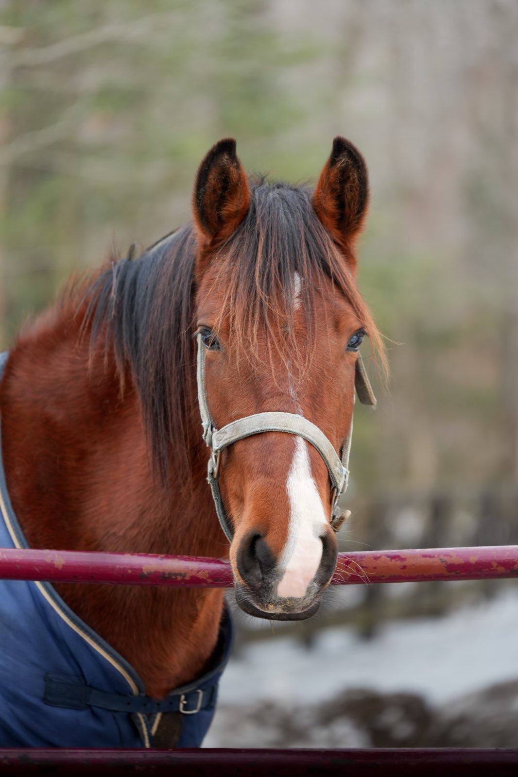 Valor Ranch Animal