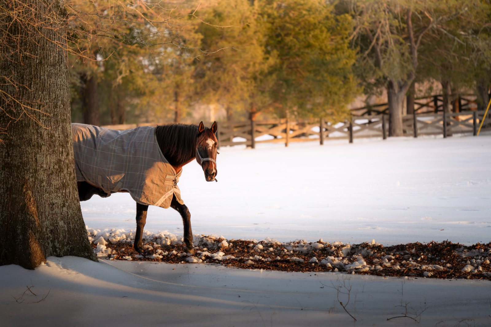 Valor Ranch Animal