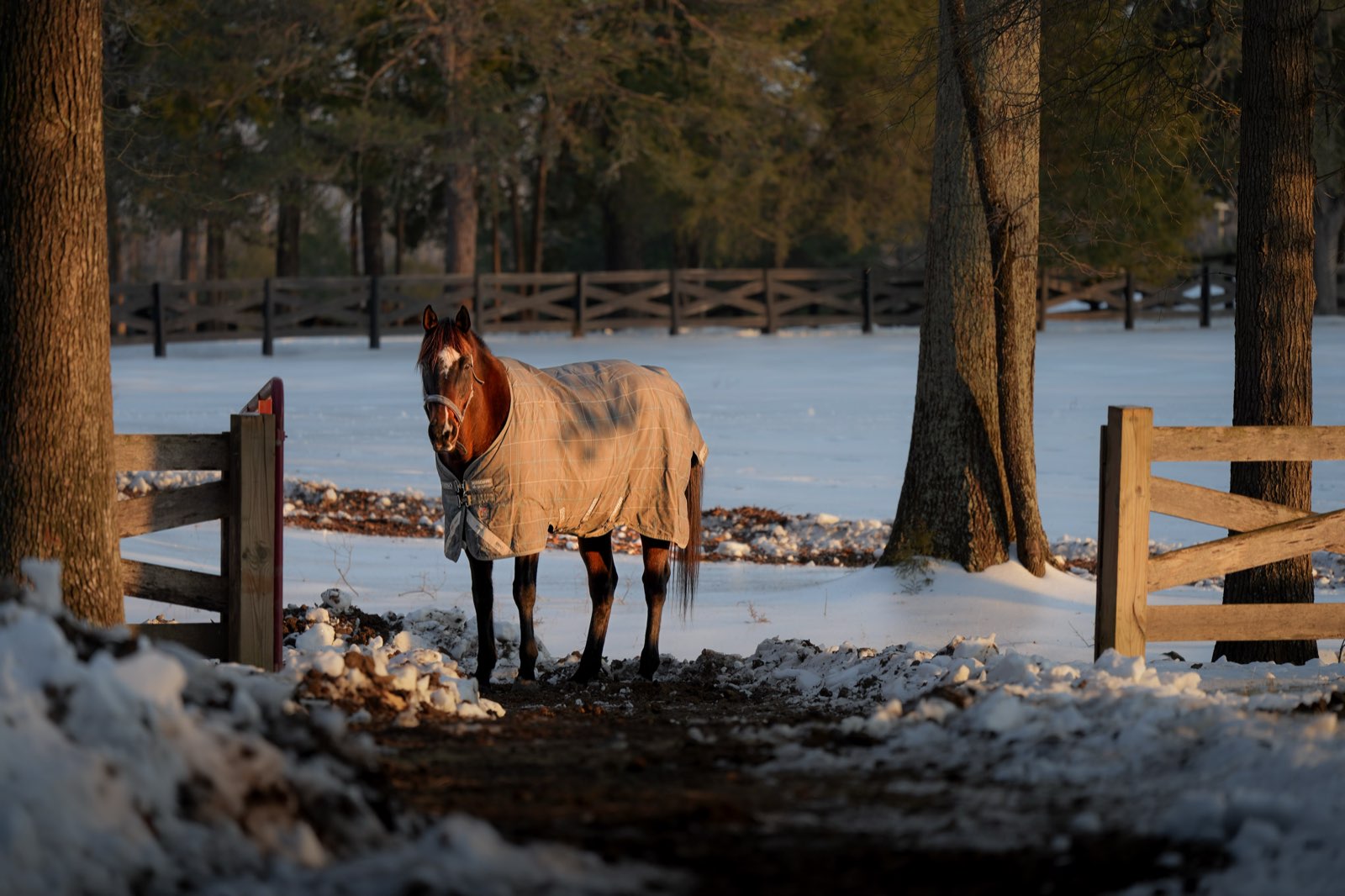 Valor Ranch Animal